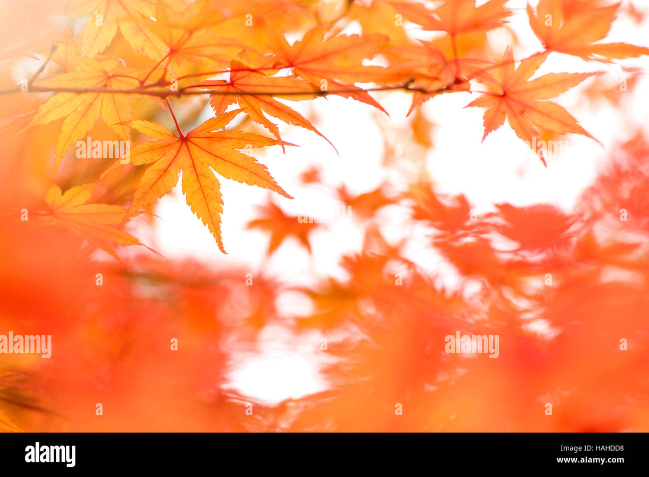 Giapponese acero Foglie di autunno Foto Stock