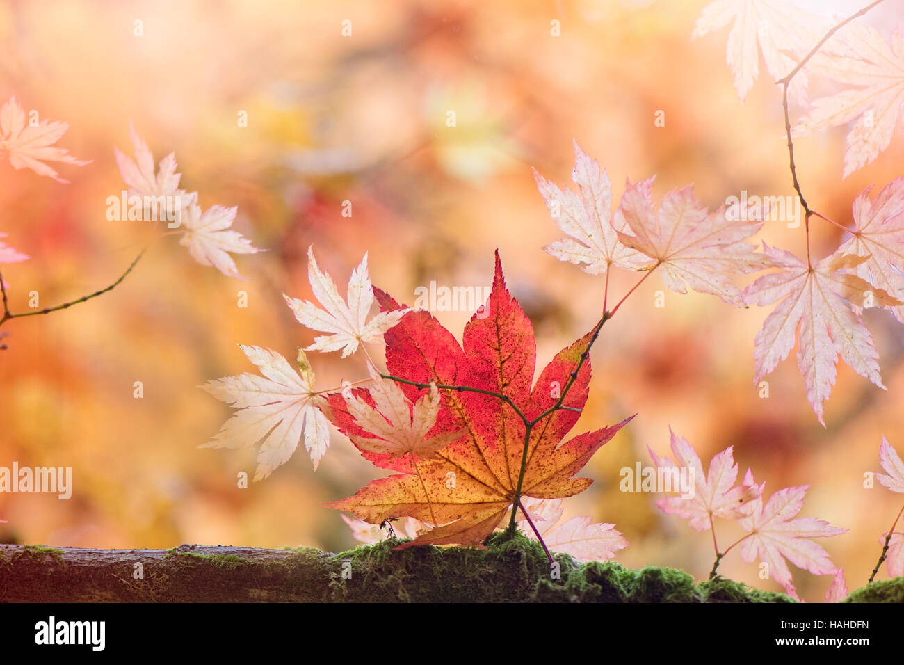 Giapponese acero Foglie di autunno Foto Stock