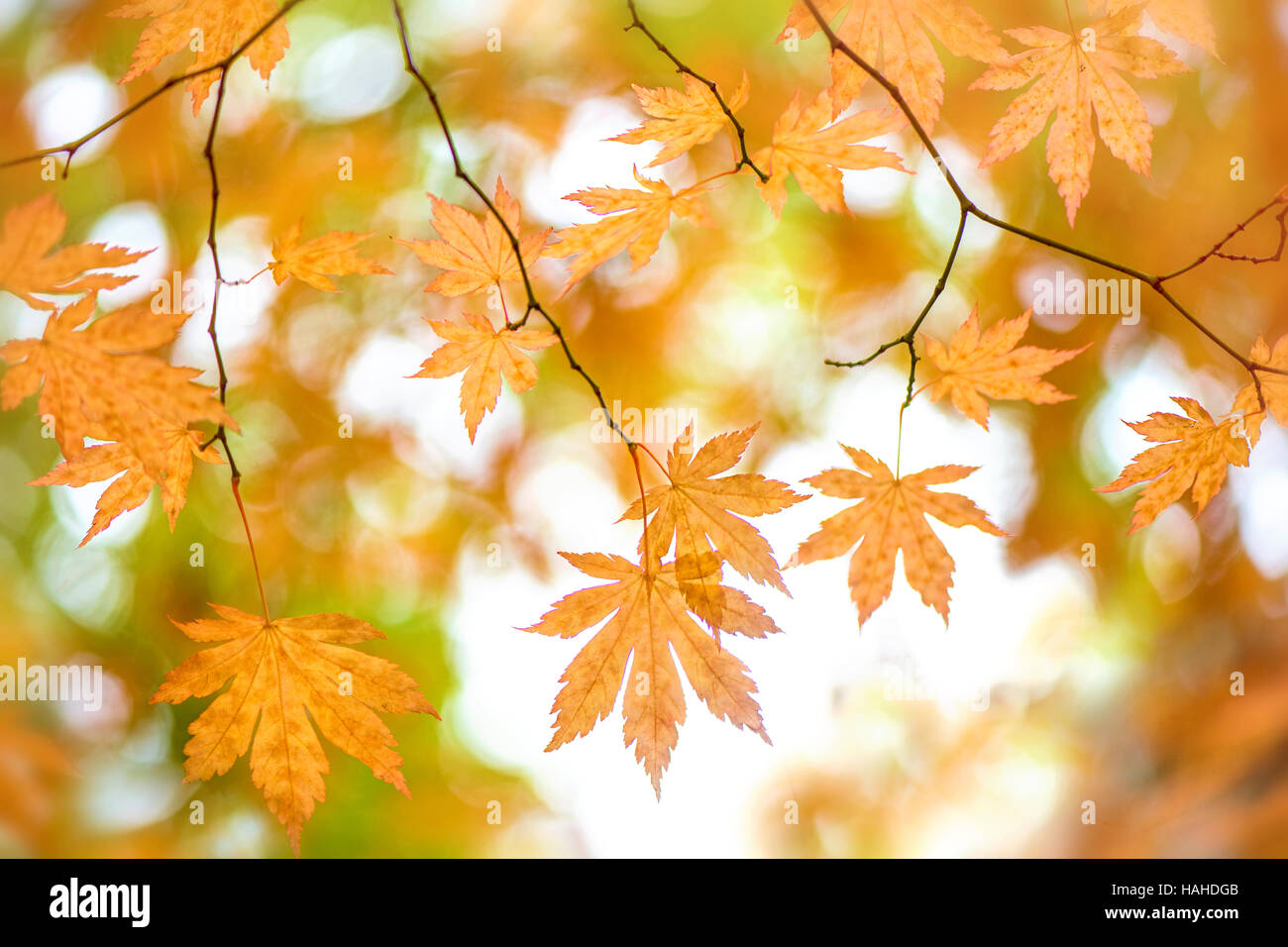 Giapponese acero golden Foglie di autunno Foto Stock