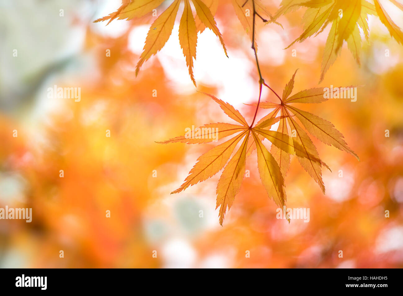 Giapponese acero golden Foglie di autunno Foto Stock