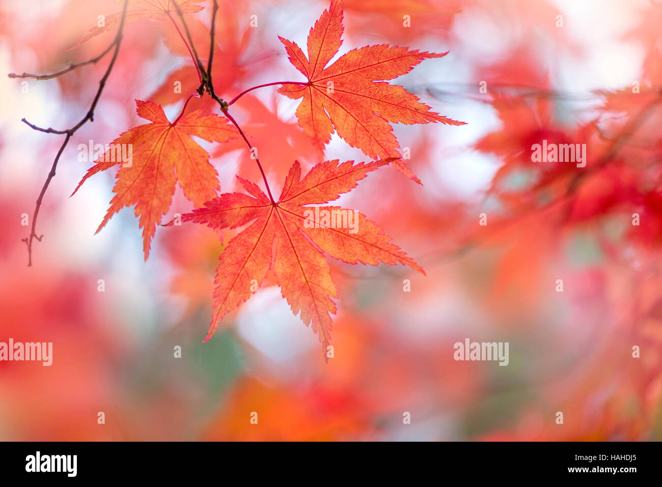 Giapponese acero rosso e arancio Foglie di autunno Foto Stock