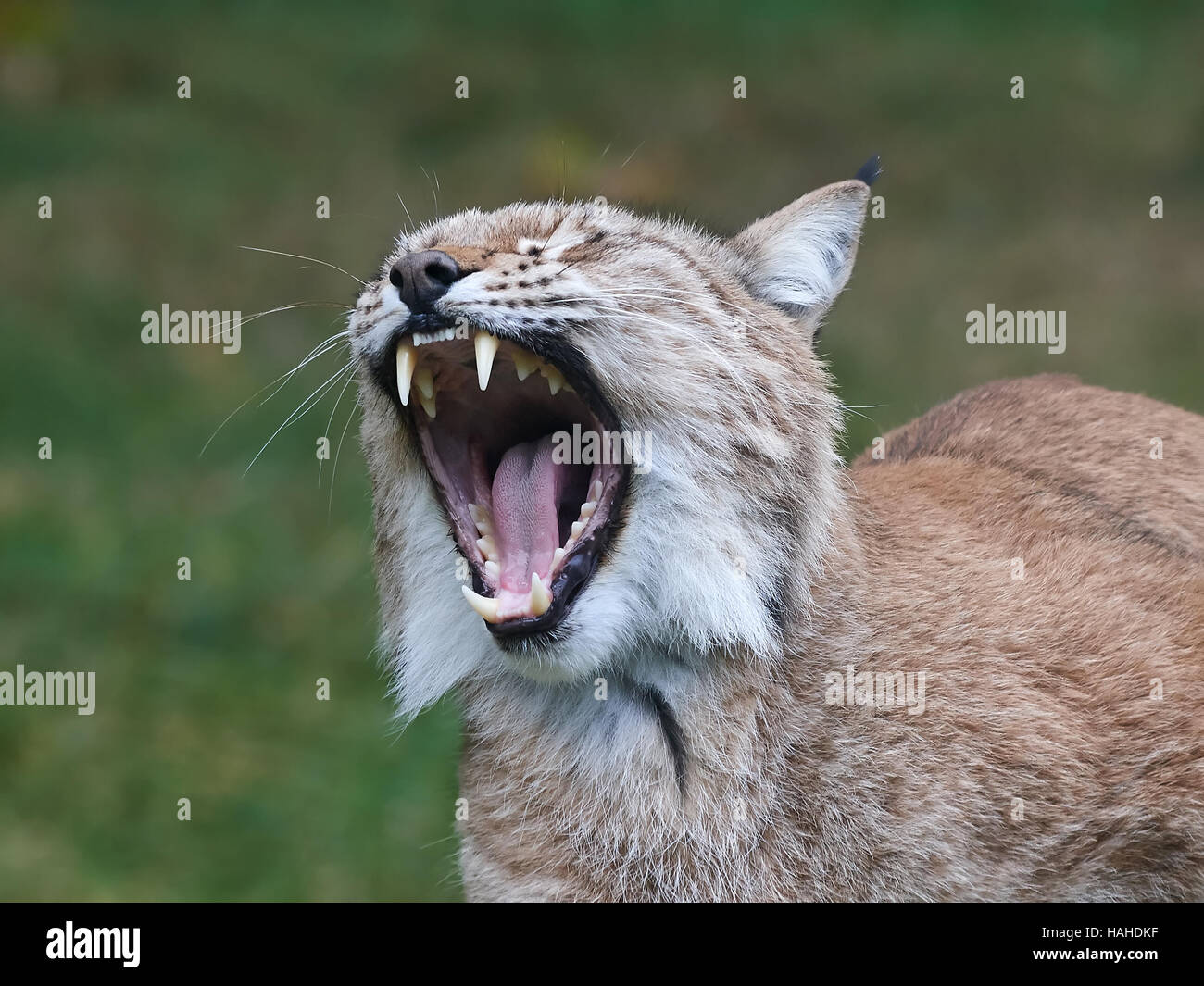 Primo piano della bocca aperta e denti di una lince euroasiatica Foto Stock