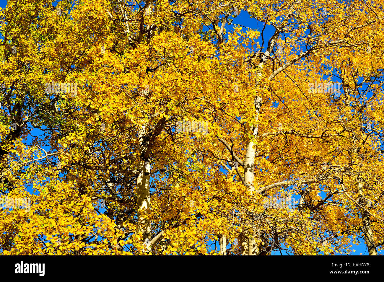 Guardando verso l'alto alto aspen alberi con foglie girando il giallo di autunno Foto Stock