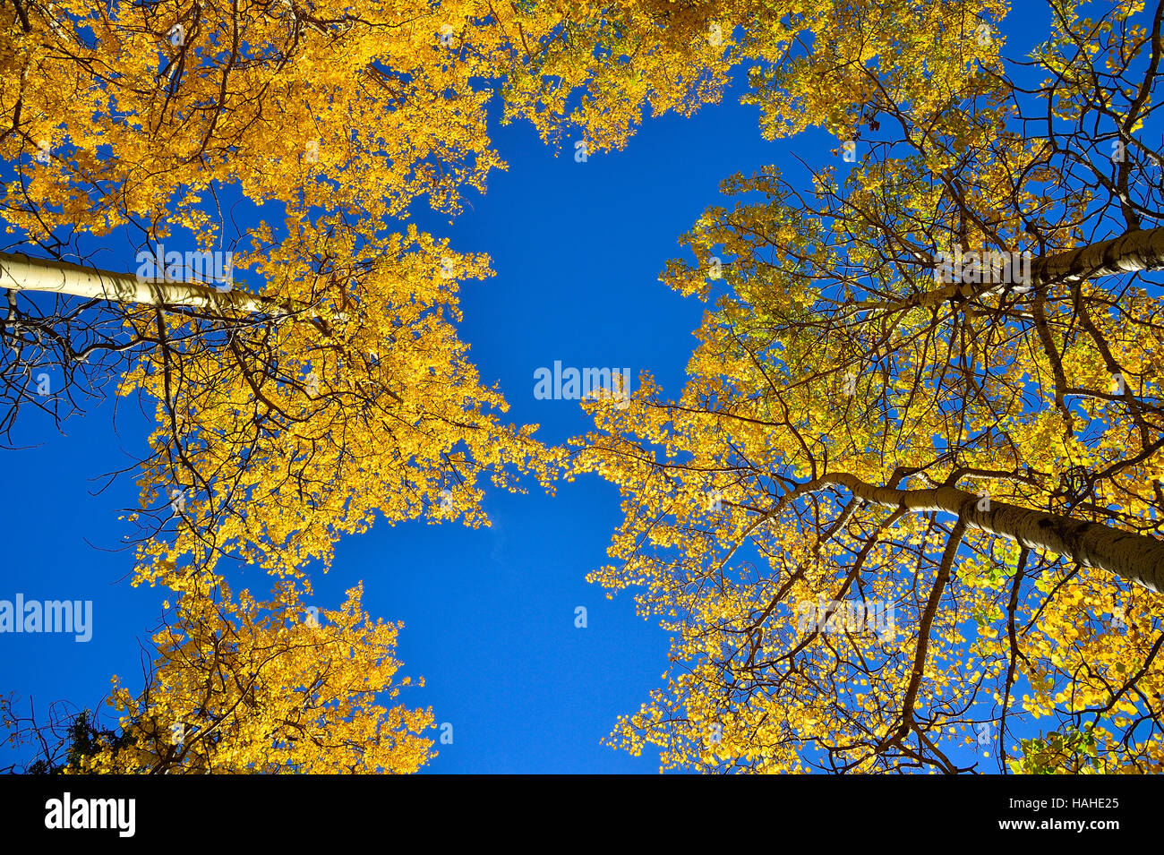 Guardando il giallo tree tops contro il cielo blu e chiaro. Foto Stock