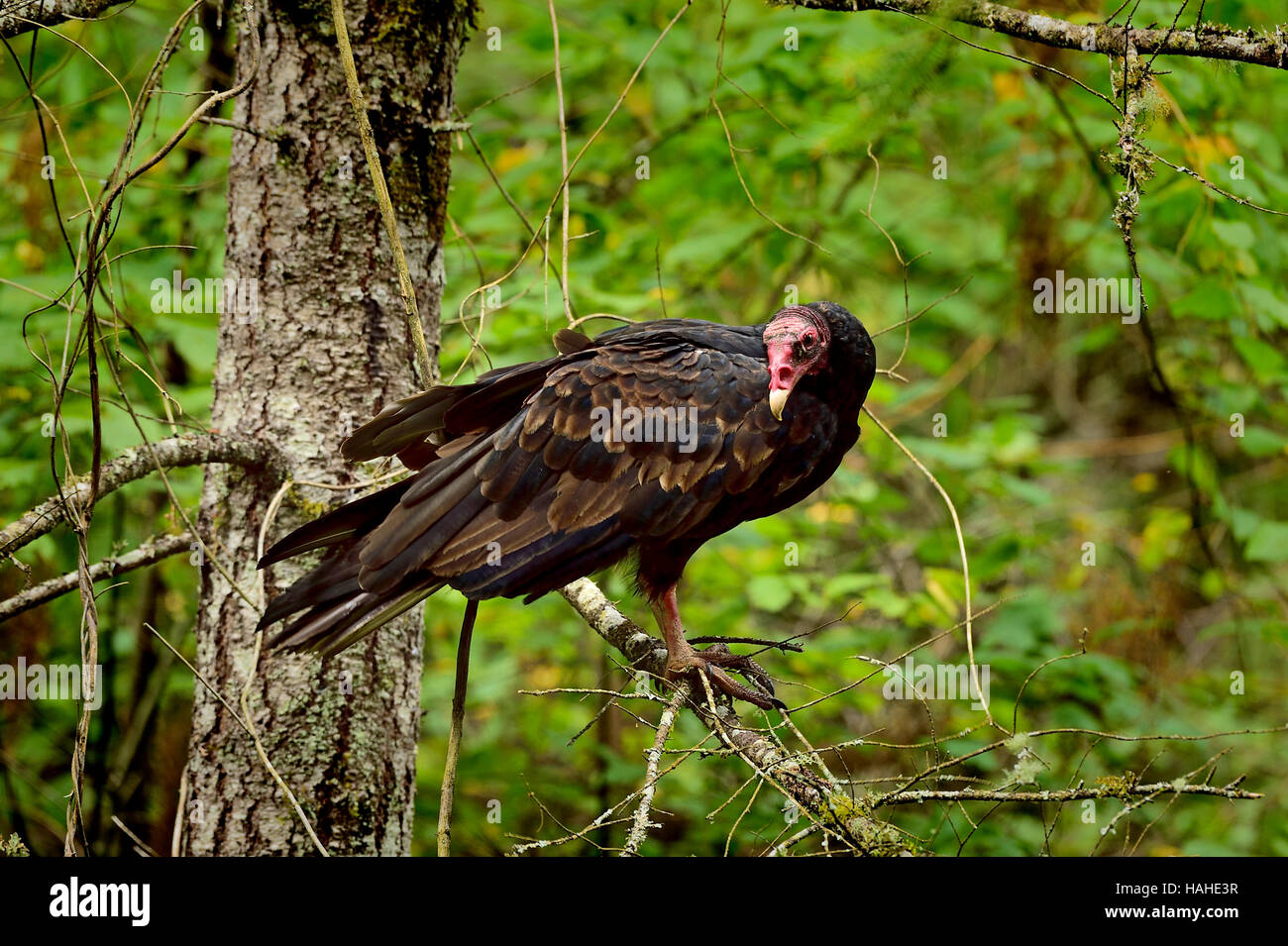 Una oscura la Turchia Vulture (Cathartes aura) arroccato in una struttura ad albero Foto Stock