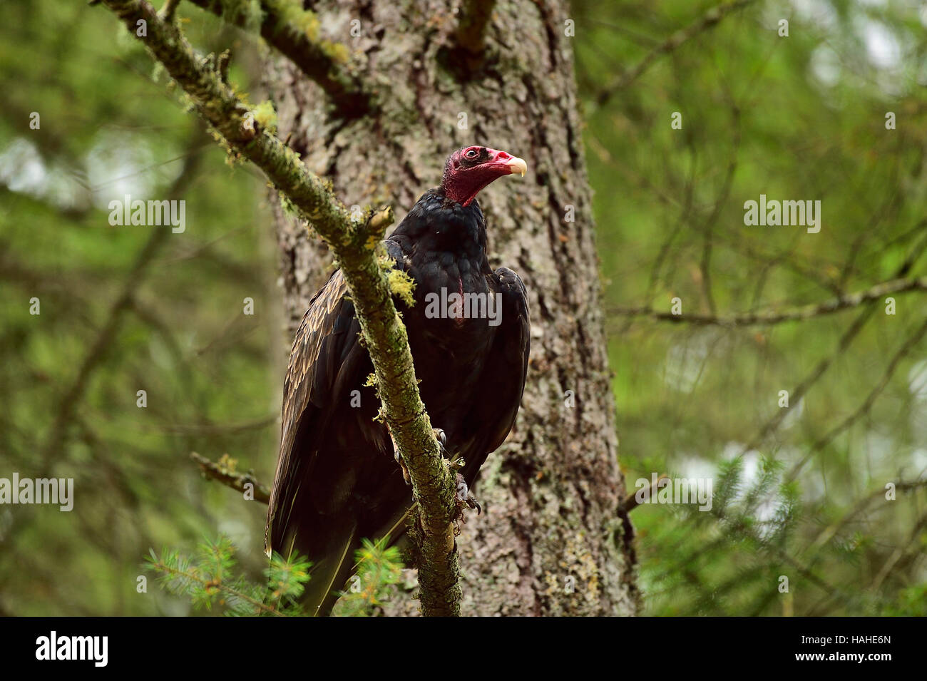 Una oscura la Turchia Vulture (Cathartes aura) appollaiato su un ramo di albero in cerca di uccidere su strada lungo una strada sull'Isola di Vancouver B.C. In Canada. Foto Stock