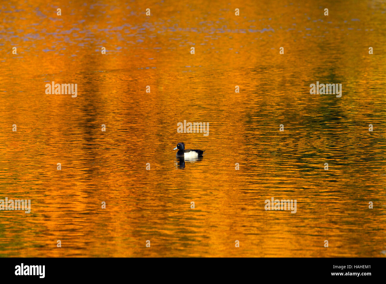 Moretta e e autunno riflessioni Norfolk Foto Stock