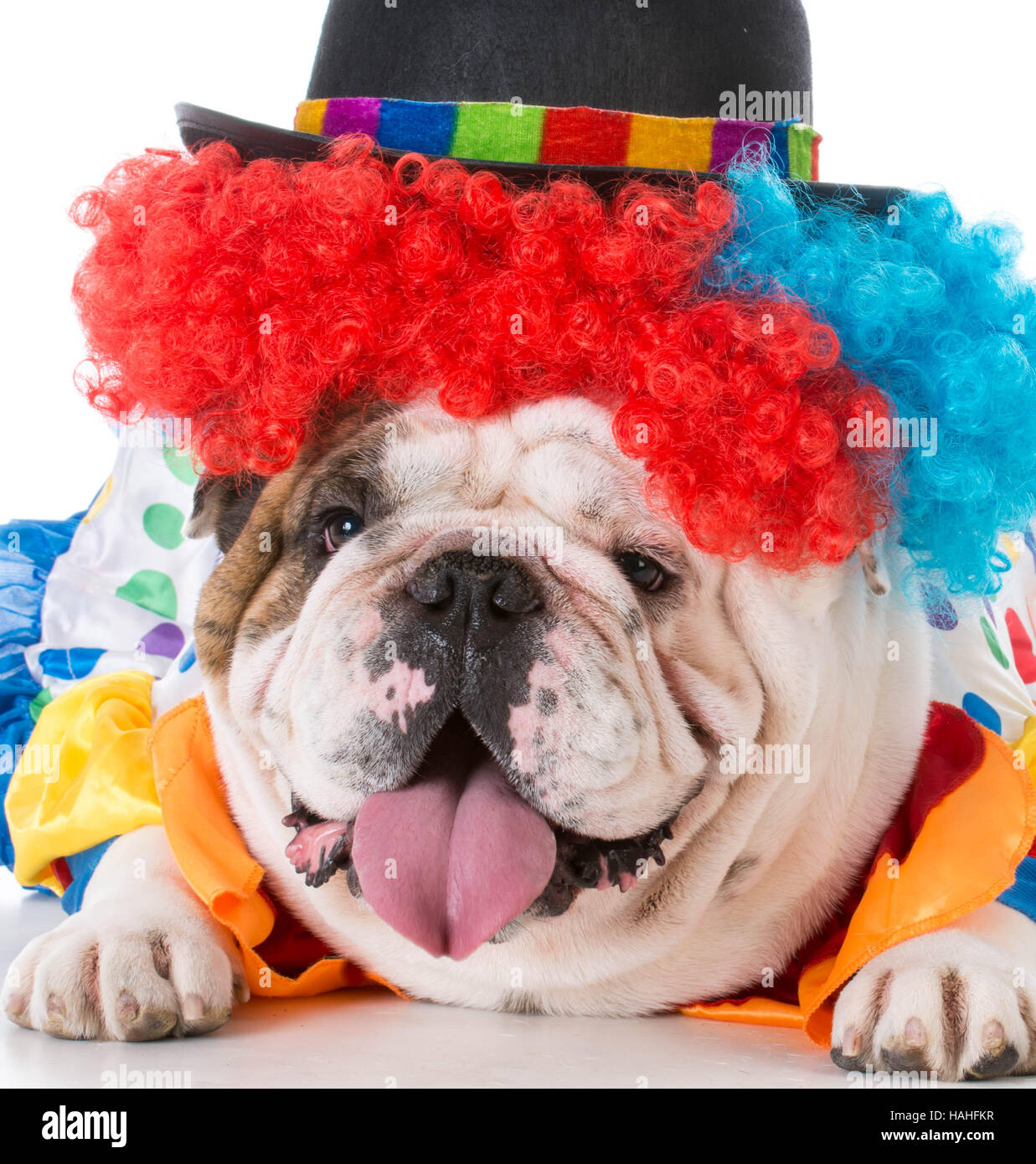 Bulldog clown costume immagini e fotografie stock ad alta risoluzione -  Alamy