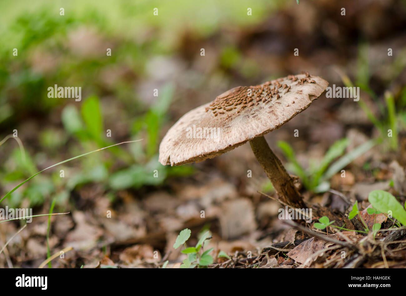 Lepiota Parasol fungo Macrolepiota procera o Lepiota procera, Andalusia, Spagna. Foto Stock