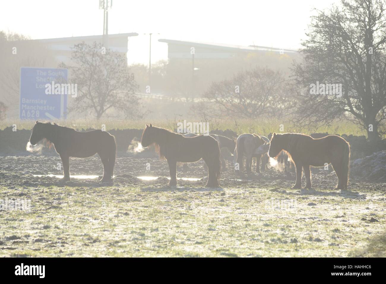 Respirazione cavalli vapore in un campo a freddo. Foto Stock