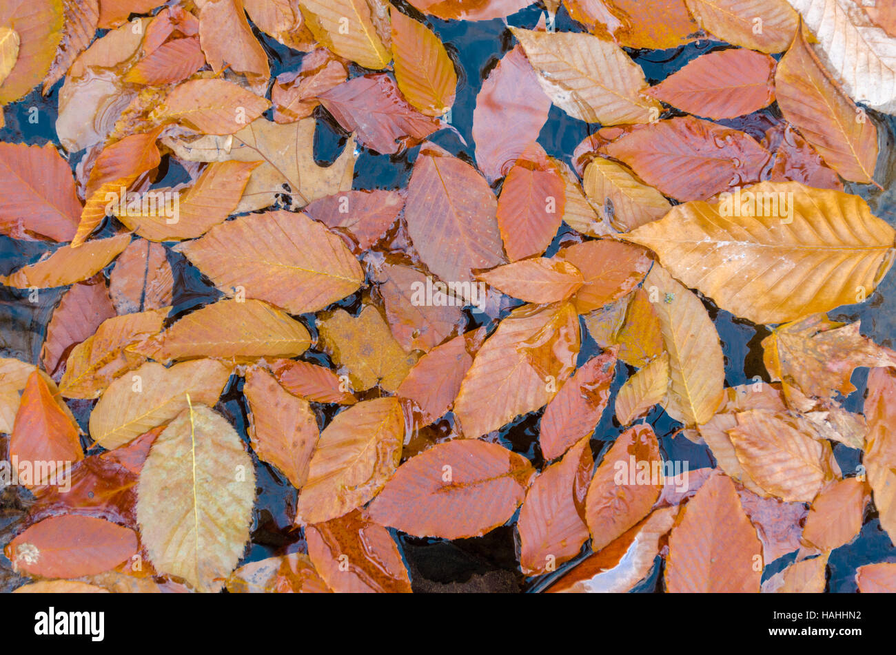 Foglie di autunno galleggiante sull'acqua. Foto Stock