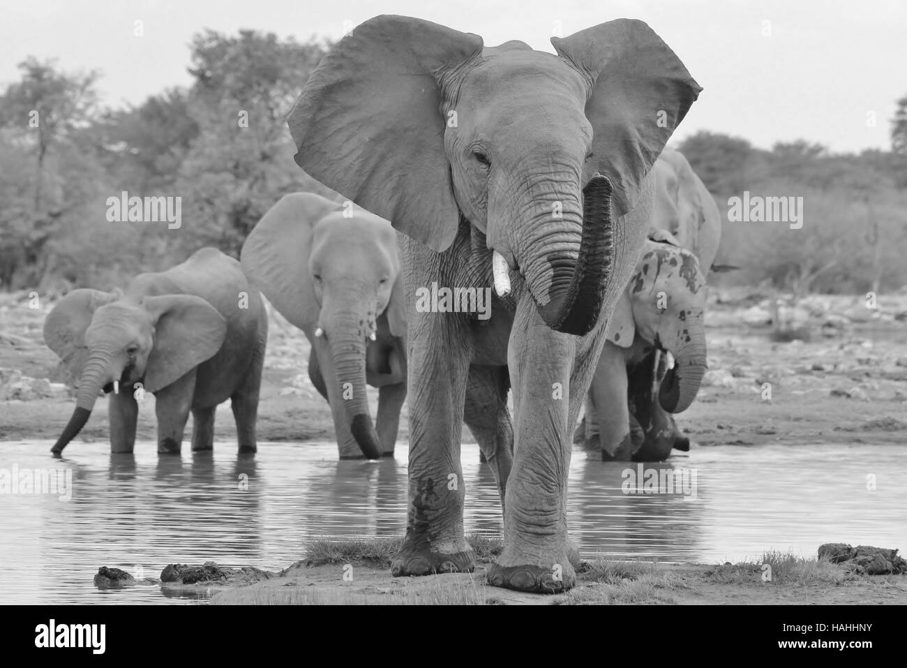 Elefante africano - la fauna selvatica di sfondo - Approccio di Bull Foto Stock