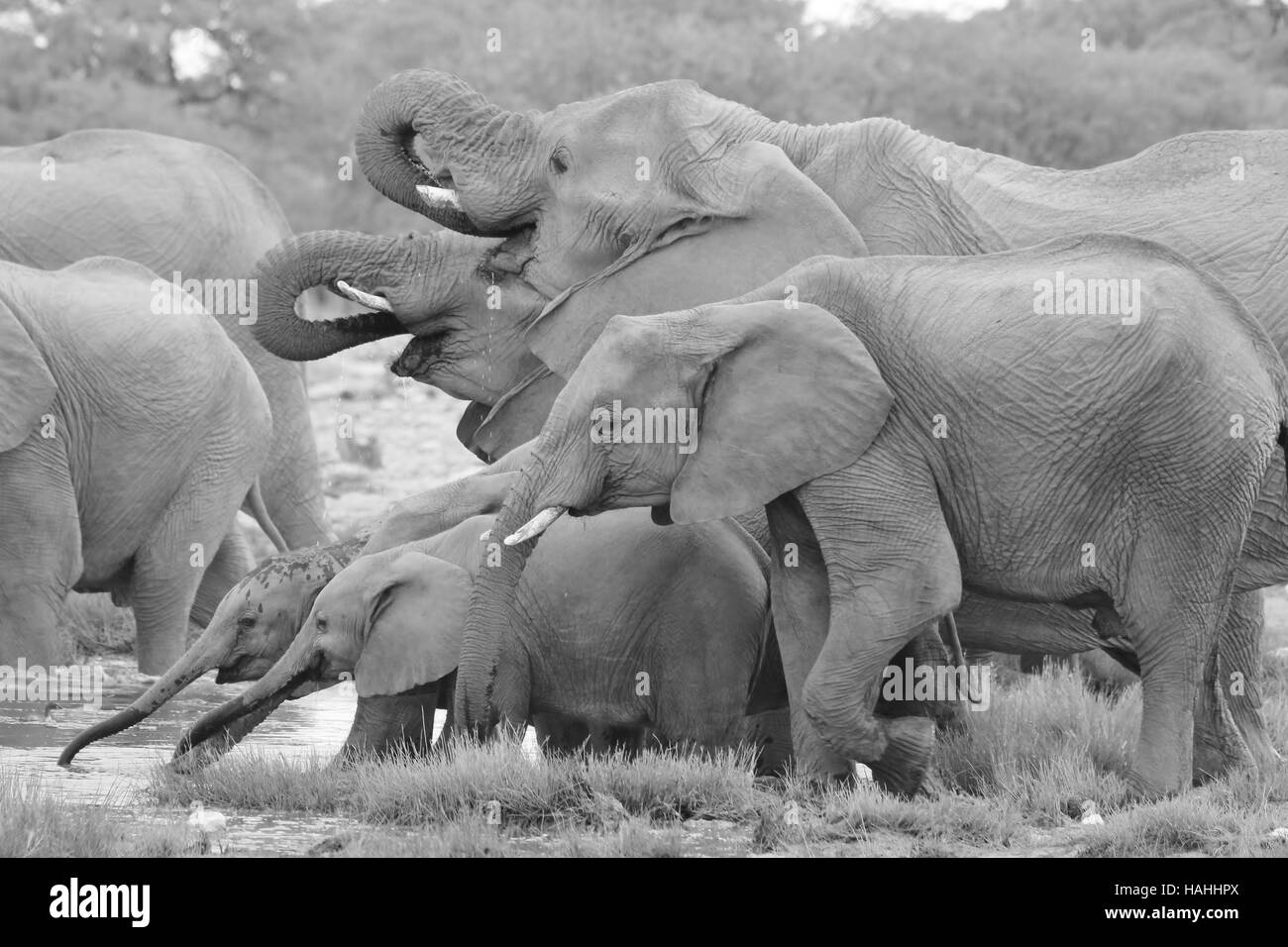 Elefante africano - la fauna selvatica di sfondo - ricciolo di tronchi per la vita Foto Stock