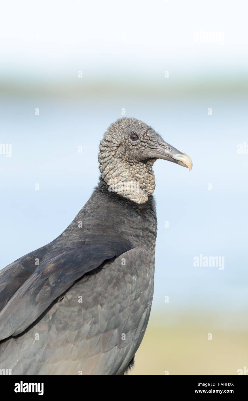 Colpo di testa di un avvoltoio nero. Foto Stock