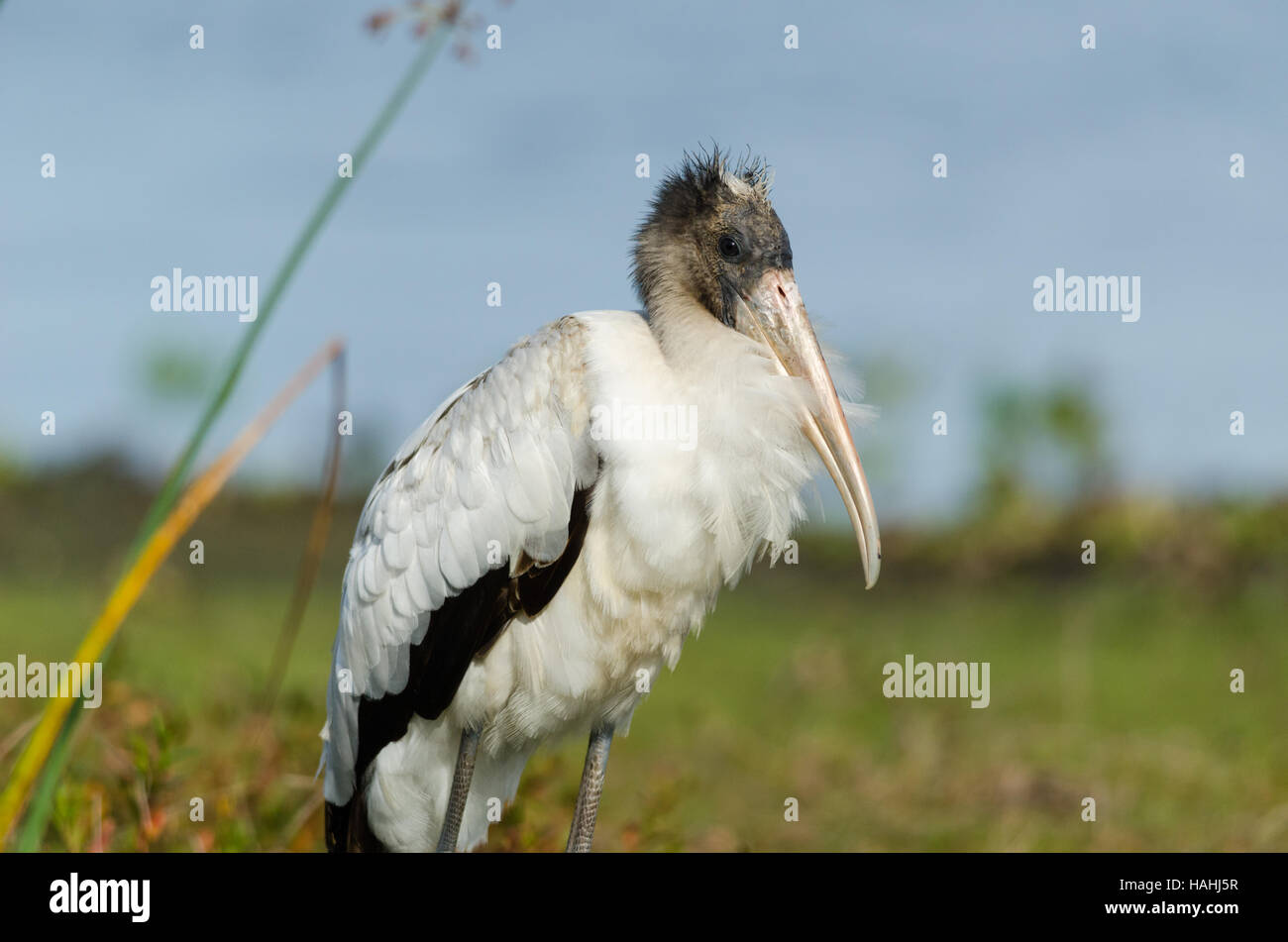 Cicogna in legno in piedi nel campo di erba. Foto Stock