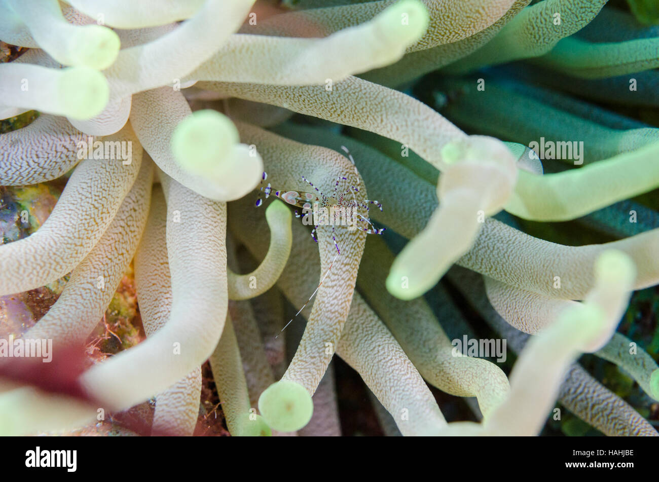 Pulitore maculato gamberetti tra i tentacoli di anemone. Foto Stock