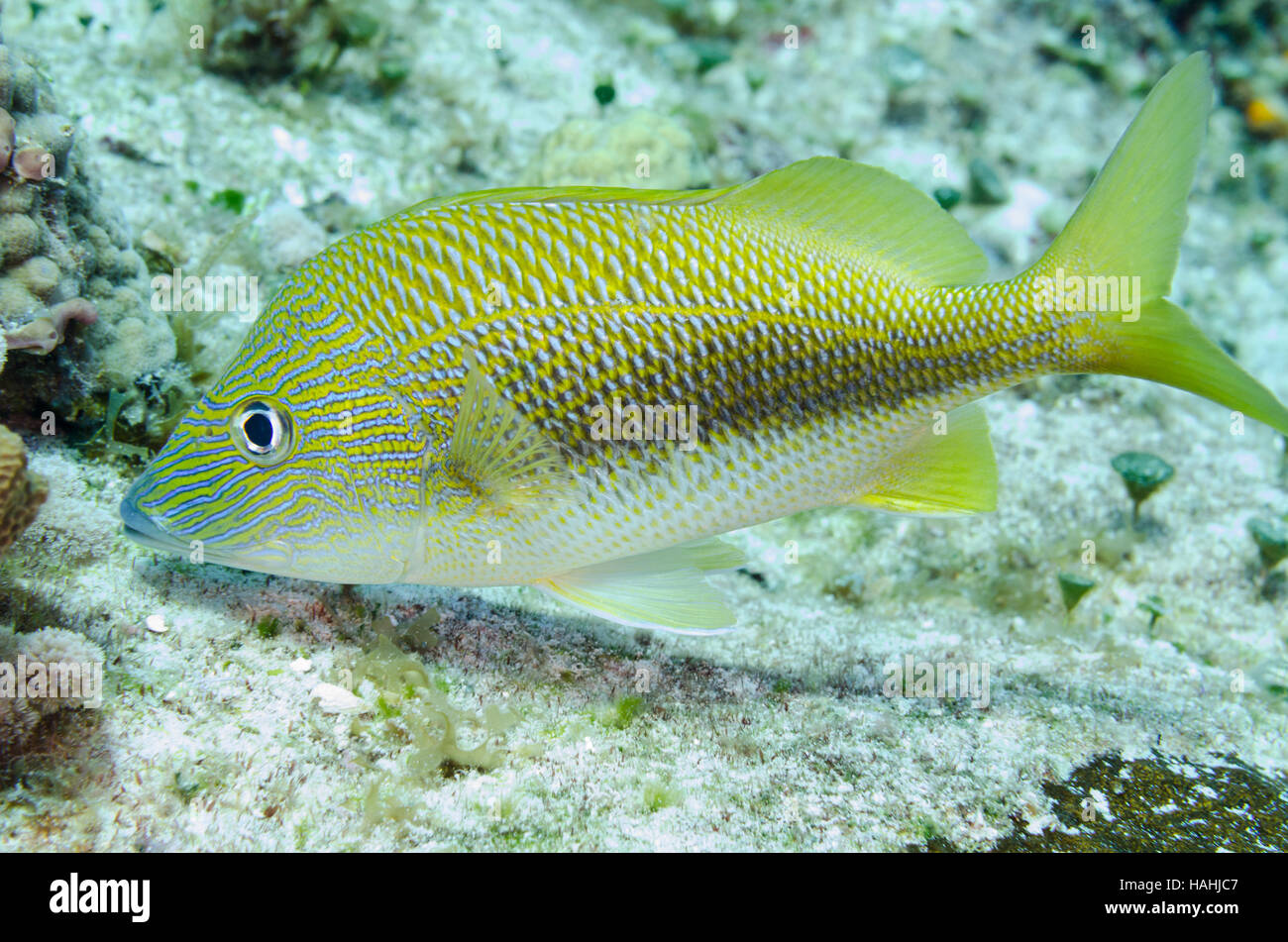 Grunt bianco Haemulon plumierii pesce sulla sabbia di fondo di corallo. Foto Stock