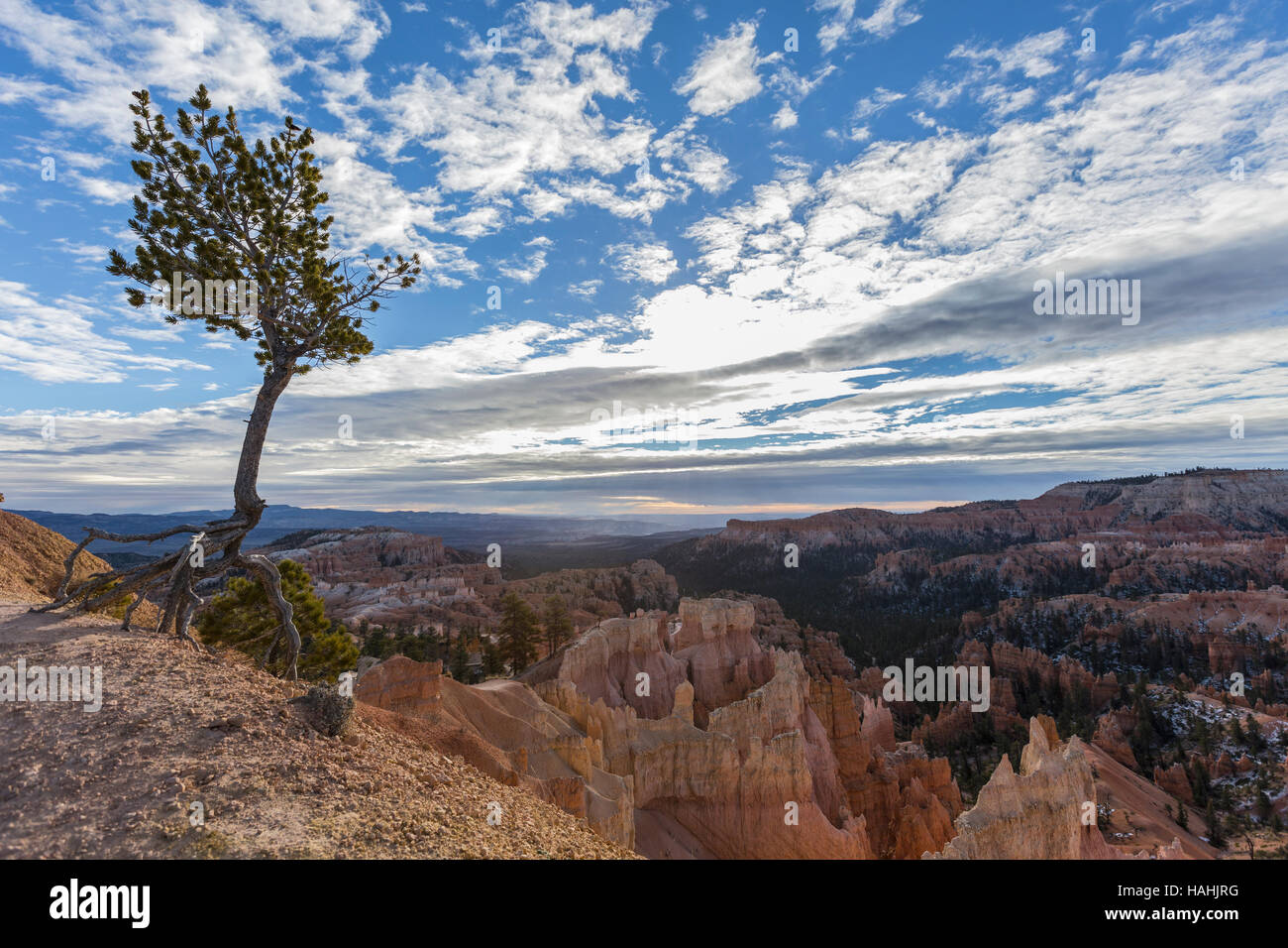 Agile pino con radici esposte aggrappati alla vita sul bordo a Bryce Canyon National Park nel sud dello Utah. Foto Stock
