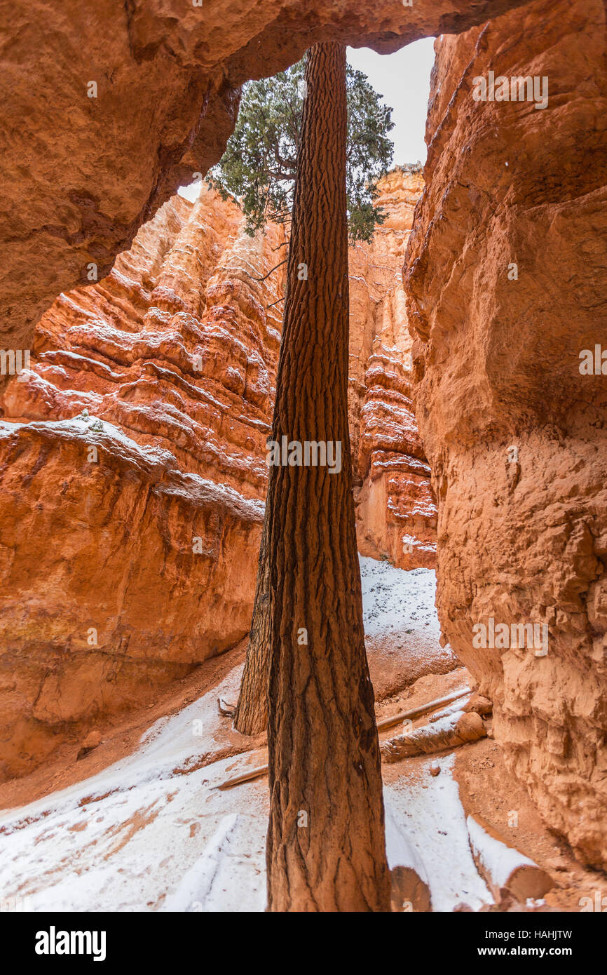 Albero che cresce attraverso hoodoos nevoso a Bryce Canyon National Park nel sud dello Utah. Foto Stock