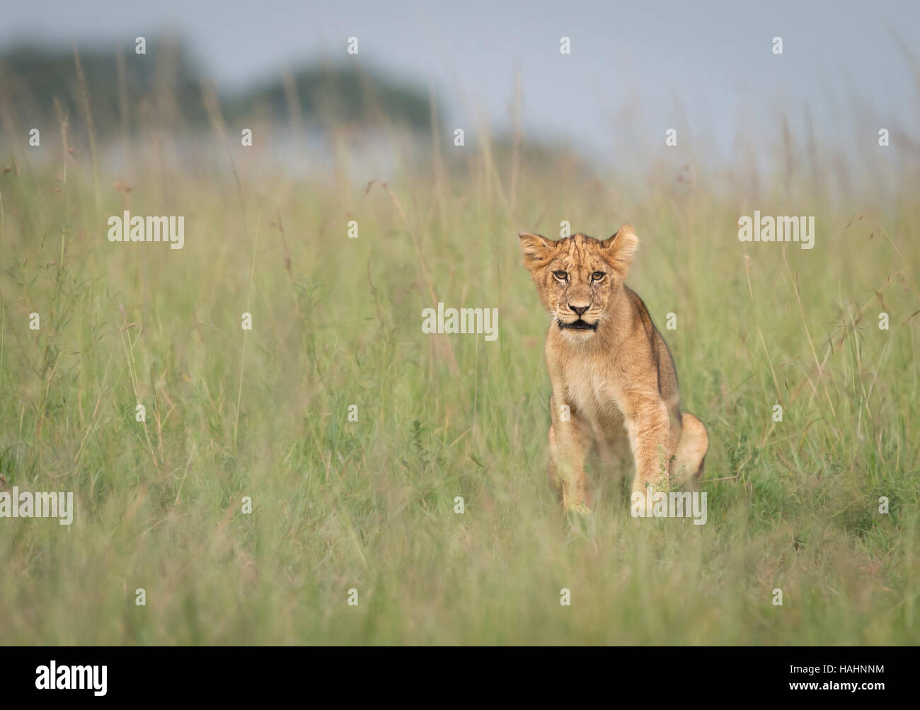 Lion Cub rende il contatto visivo diretto in erba alta Foto Stock
