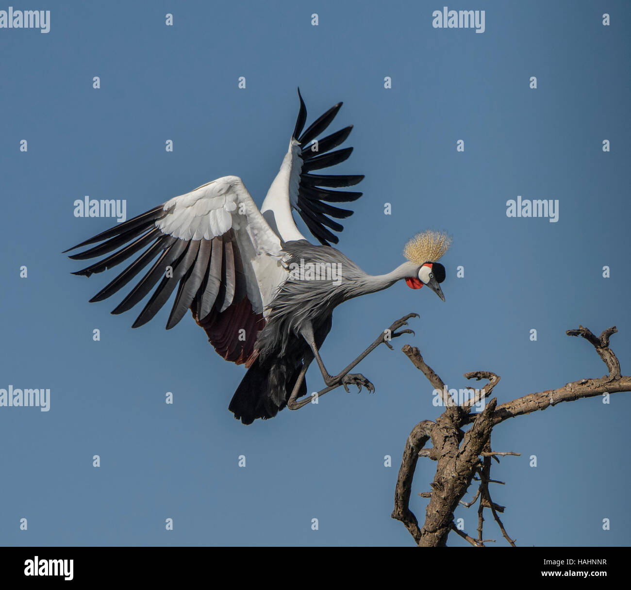 Grigio-Crowned Crane atterraggio su snag nel Parco Nazionale del Serengeti Foto Stock