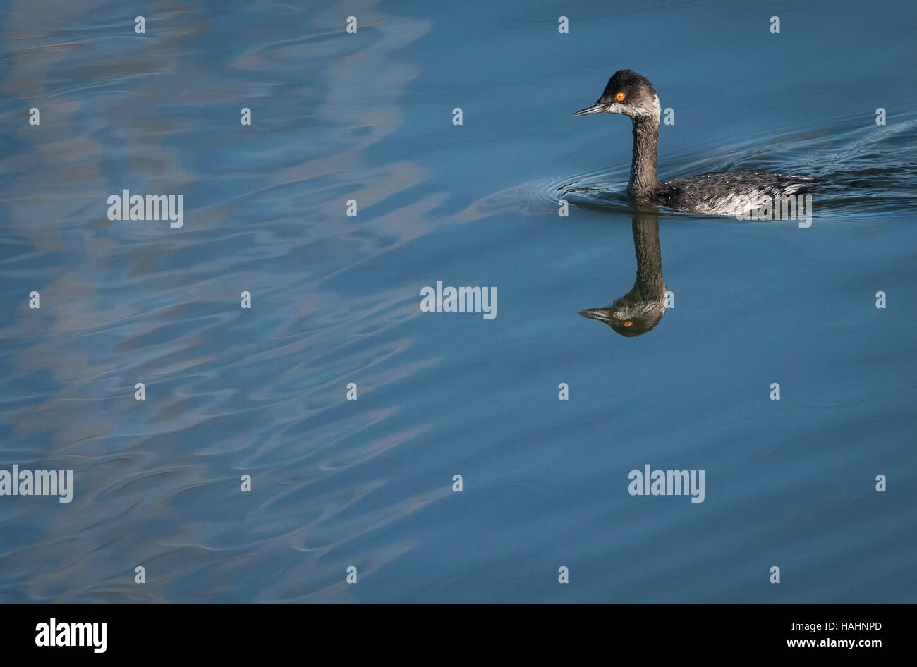 Eared grebe con la riflessione Foto Stock