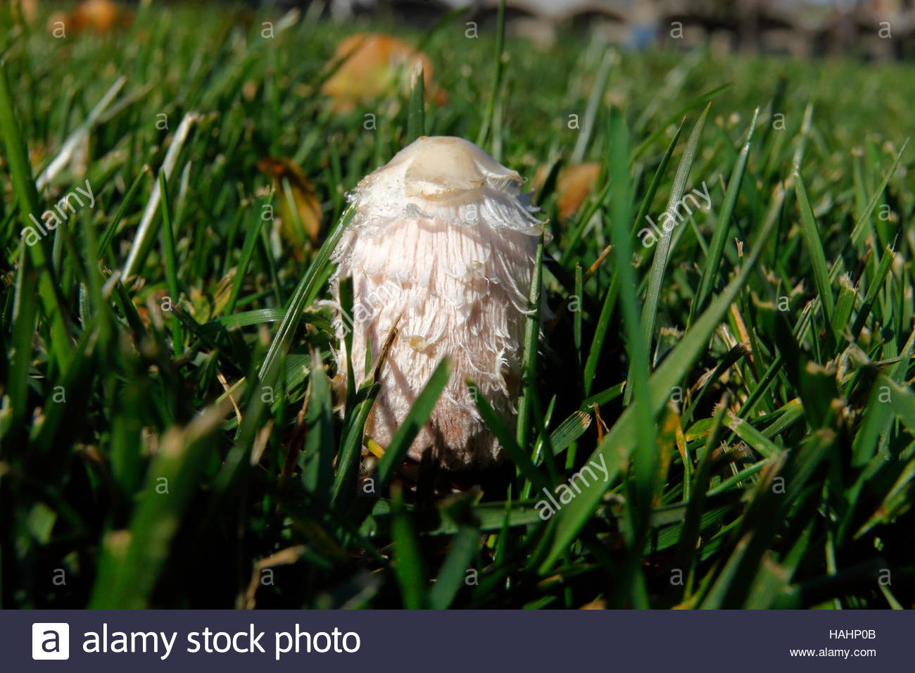 Coprinus Comatus L Inchiostro Fungo E Una Delle Fonti Di Funghi Tipi E Devono Essere Cotti Foto Stock Alamy