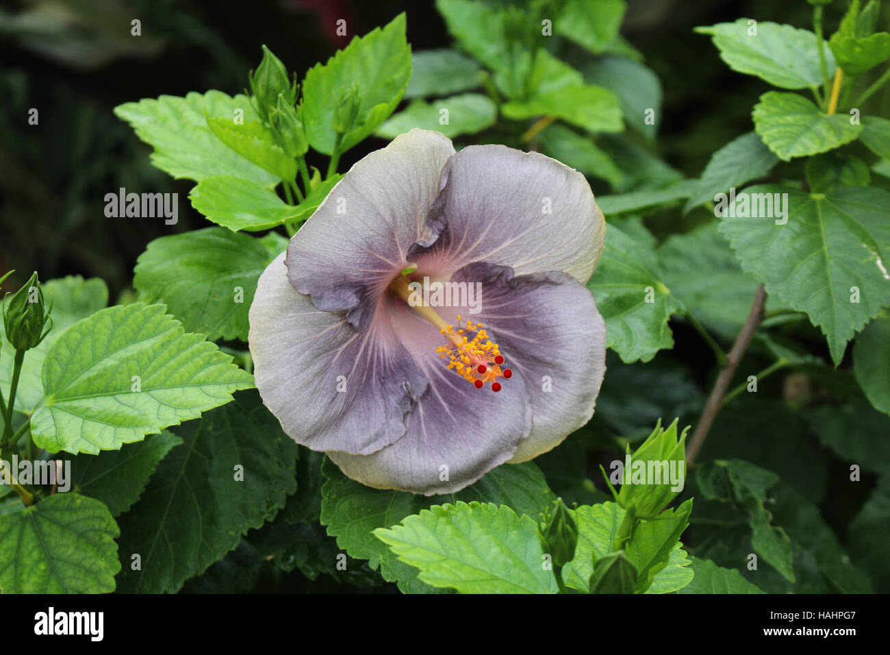 Close up di un ibisco di Moorea (RMMA Essere Divino) in sfumature di grigio e viola Foto Stock
