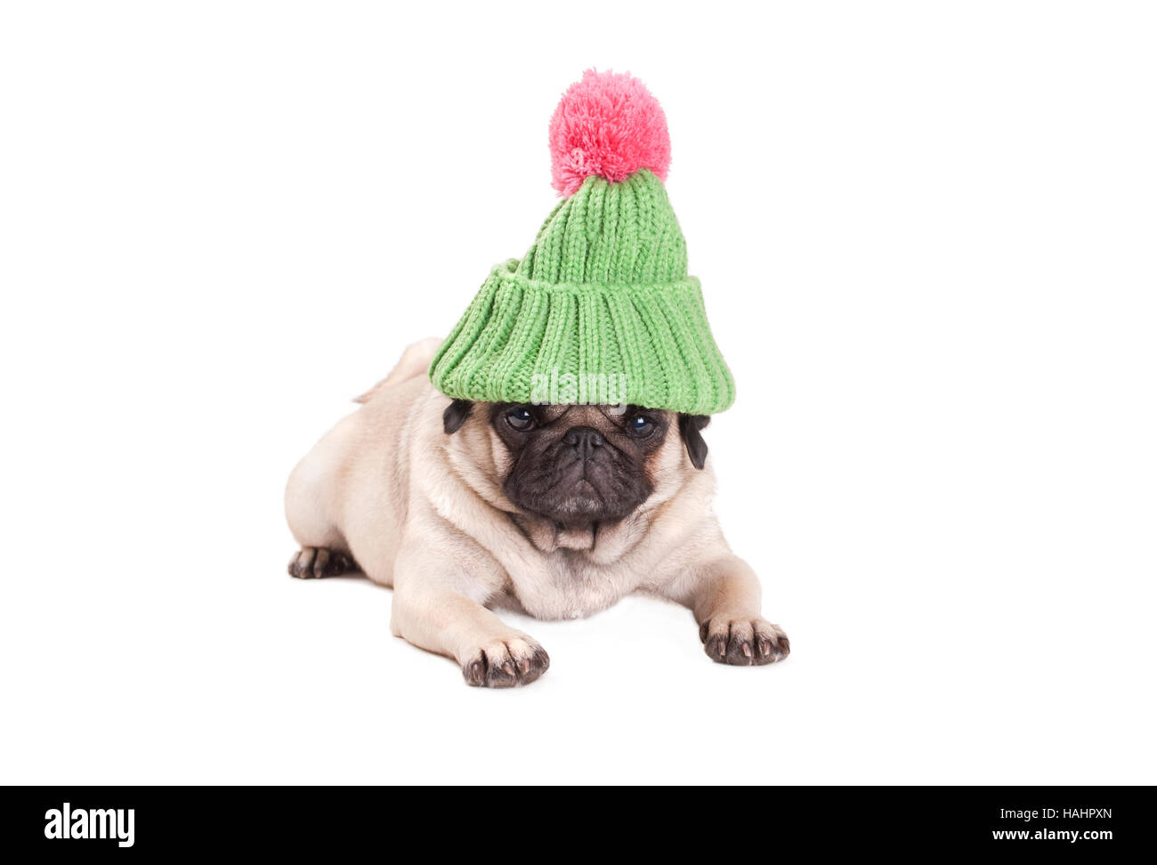 Bella pug cucciolo di cane guardando infastiditi, sdraiato, indossando un verde Berretto lavorato a maglia con pompon rosa su sfondo bianco Foto Stock