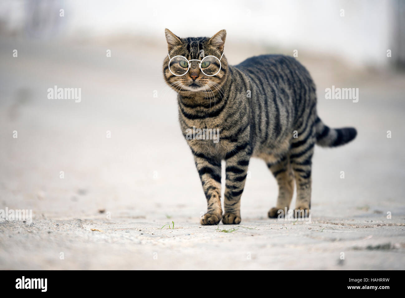 Gatto randagio con gli occhiali guardando la fotocamera su strada. Foto Stock