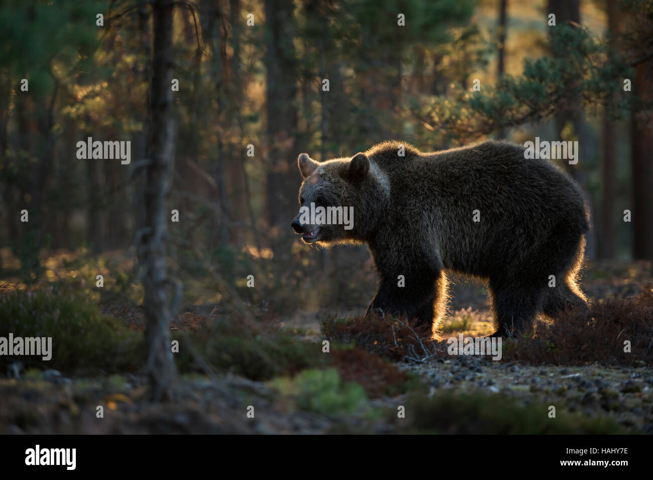 Unione orso bruno / Europaeischer Braunbaer ( Ursus arctos ) in ambiente naturale circostante, prima la luce del mattino, atmosferici retroilluminazione. Foto Stock