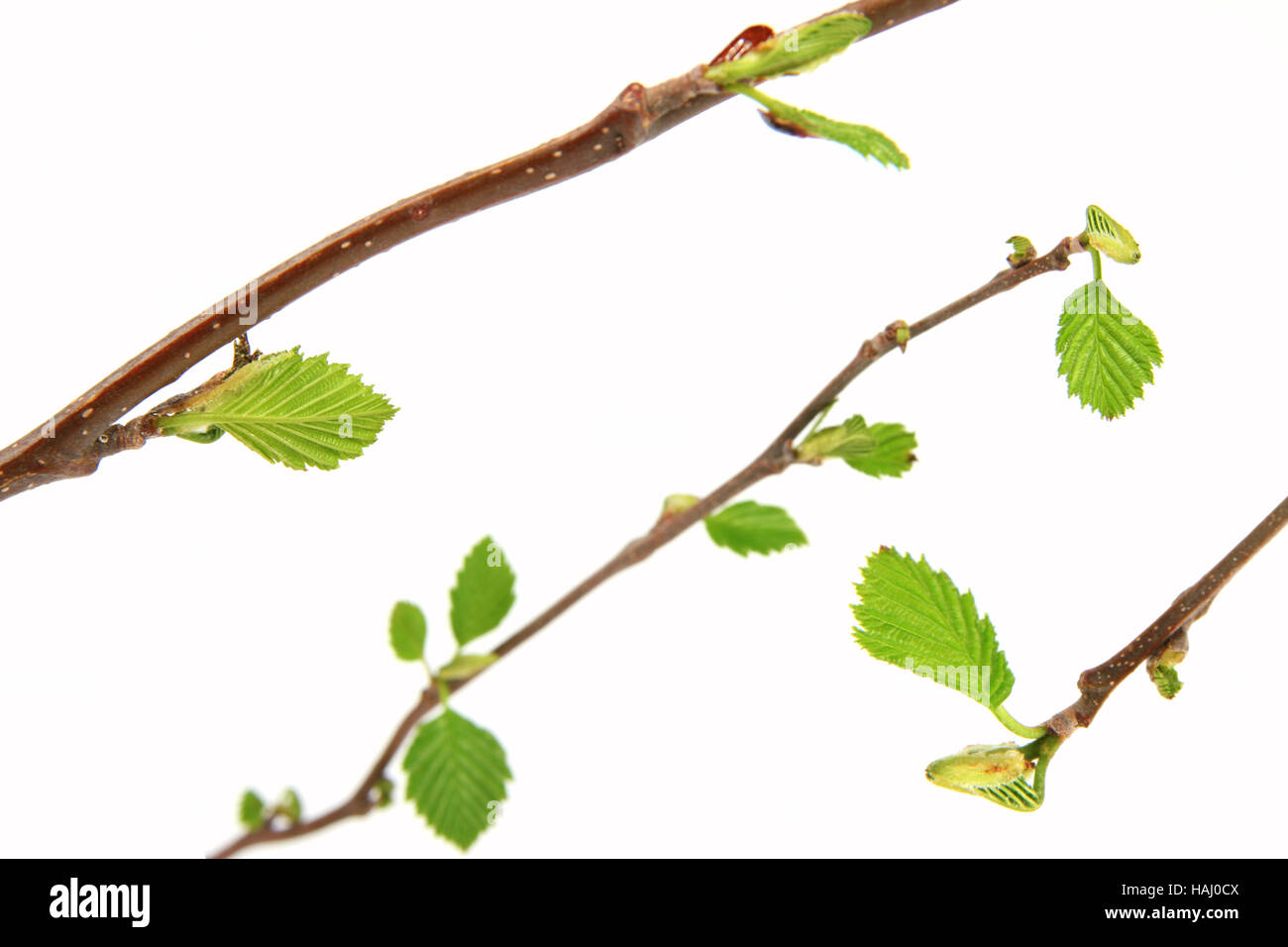 Ramo di primavera con boccioli Foto Stock