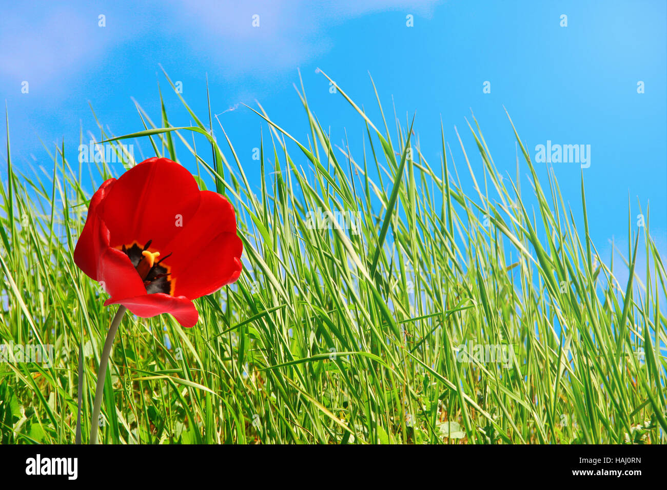 Red tulip fiore nel lungo erba verde Foto Stock