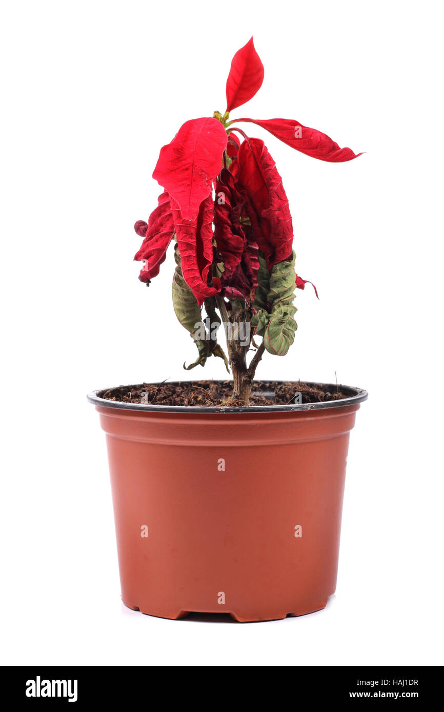 Appassito fiore rosso in un vaso di fiori Foto Stock
