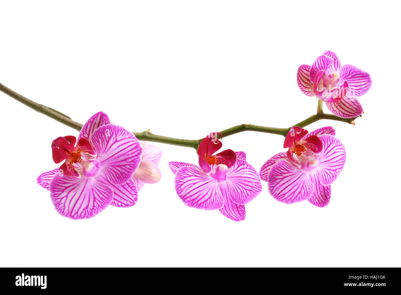 Pink orchid phalaenopsis isolato su bianco Foto Stock
