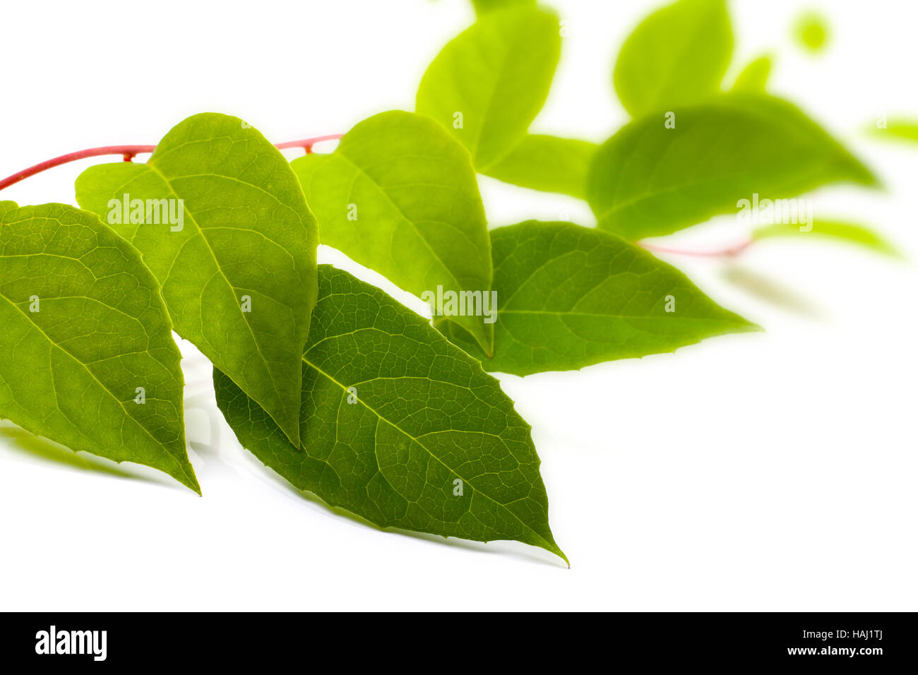 Liana verde impianto isolato su sfondo bianco Foto Stock
