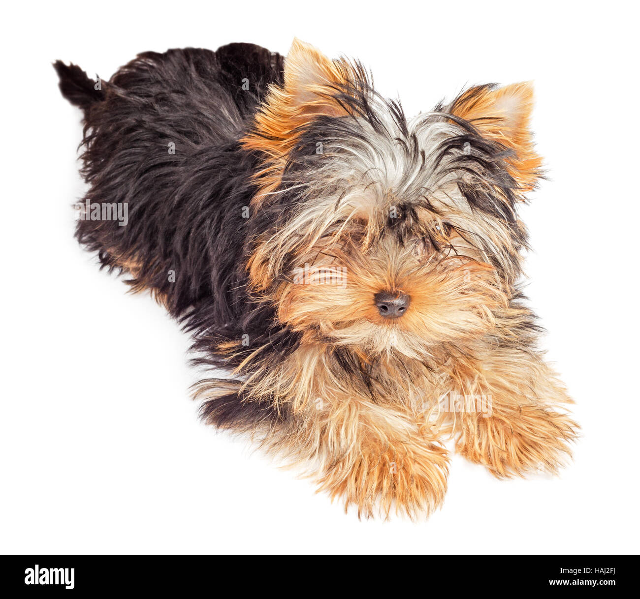 Fluffy Yorkshire Terrier cucciolo isolato su sfondo bianco Foto Stock