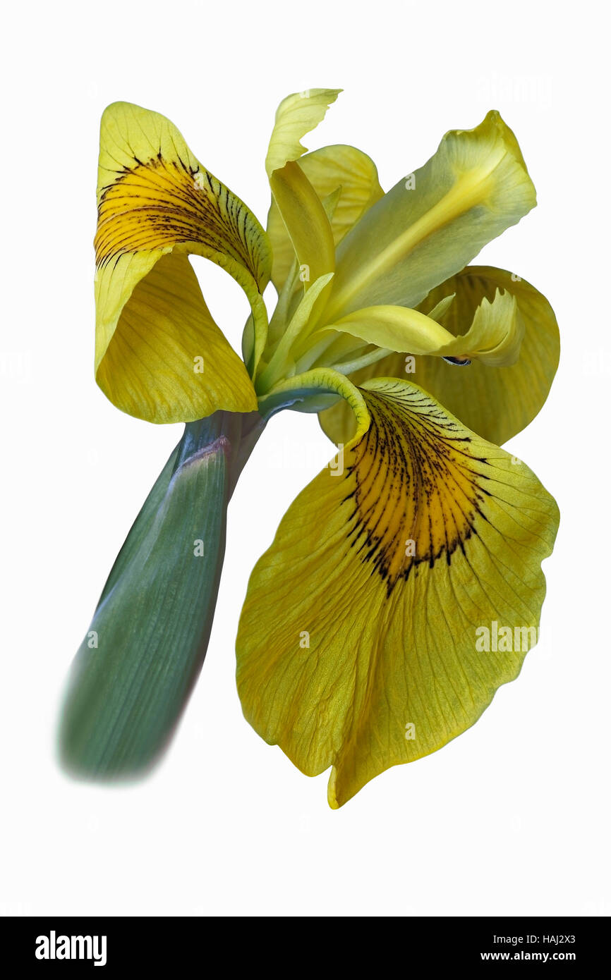 Ussuri iris fiore Foto Stock