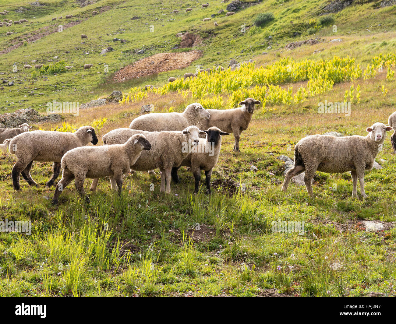 Allevamento di ovini, California Gulch, San Juan Mountains, Colorado. Foto Stock