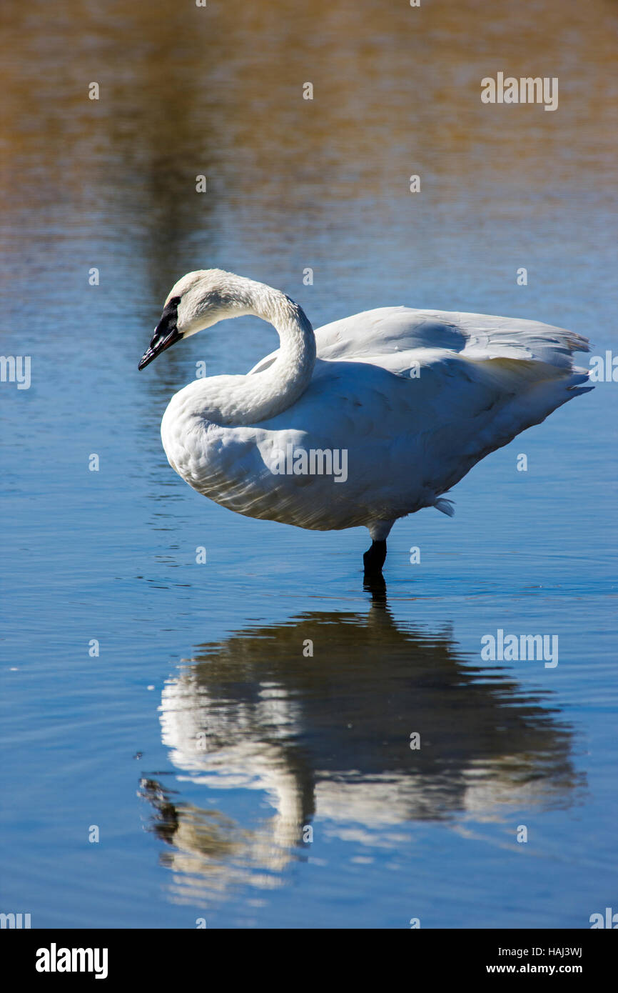 Trumpeter Swan (Cygnus buccinatore), il più grande Nativi Nord Americani, uccello Gardners Foro, il Parco Nazionale di Yellowstone; Wyoming; USA Foto Stock