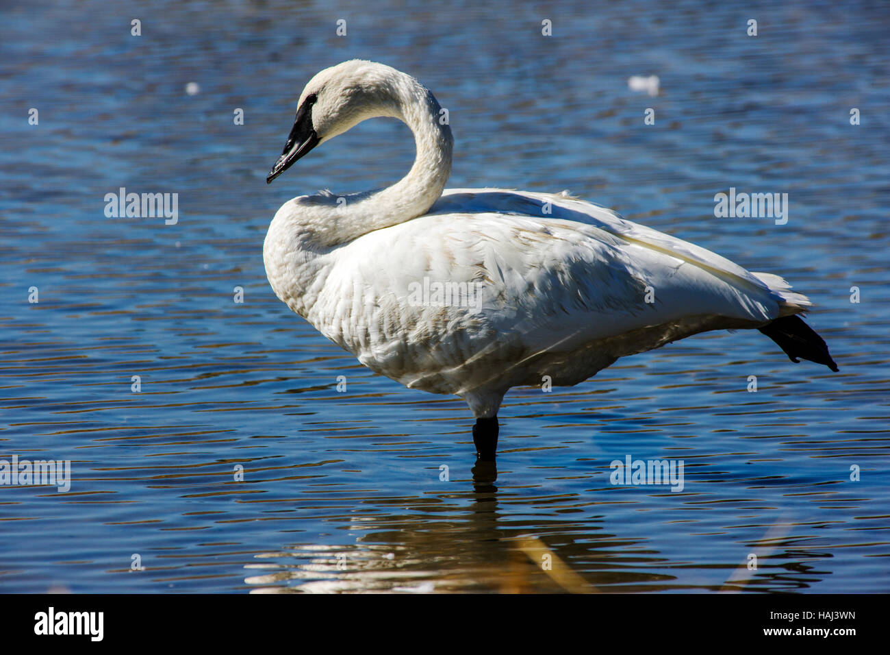 Trumpeter Swan (Cygnus buccinatore), il più grande Nativi Nord Americani, uccello Gardners Foro, il Parco Nazionale di Yellowstone; Wyoming; USA Foto Stock