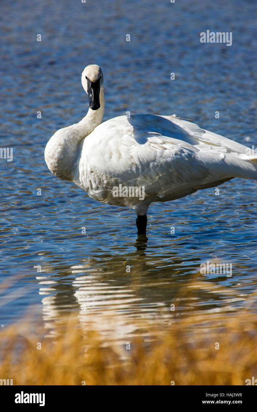 Trumpeter Swan (Cygnus buccinatore), il più grande Nativi Nord Americani, uccello Gardners Foro, il Parco Nazionale di Yellowstone; Wyoming; USA Foto Stock