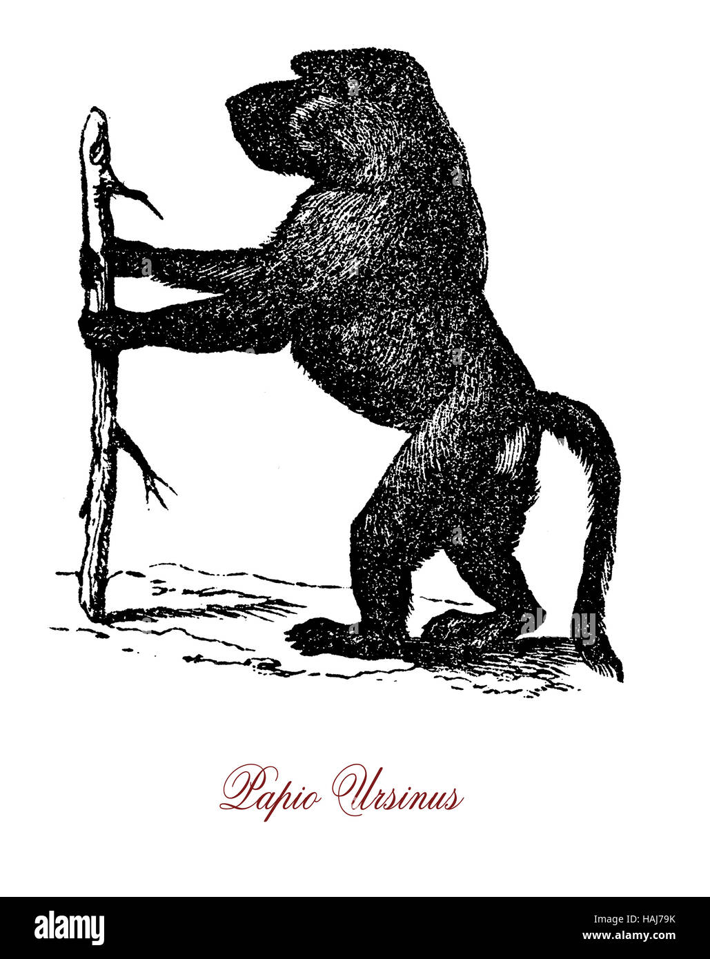 Cape Baboon o chacma baboon, scimmia nativa dell'Africa meridionale, vive in un gruppo sociale con una gerarchia dominante Foto Stock