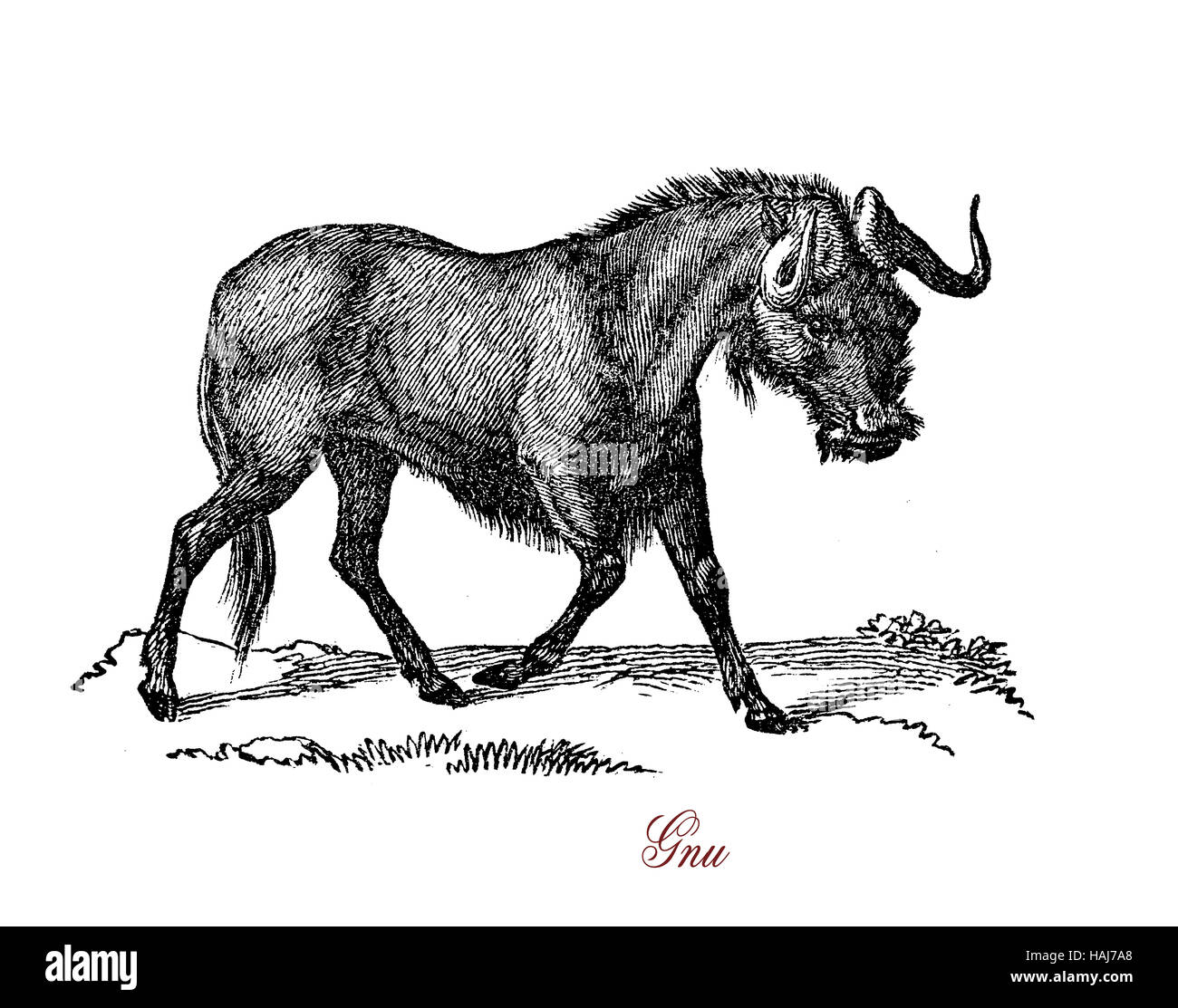 Gnu o gnu è un gioco di nomadi specie indigene provenienti dall Africa, erbivoro, cornuto e con ampia la museruola. Foto Stock