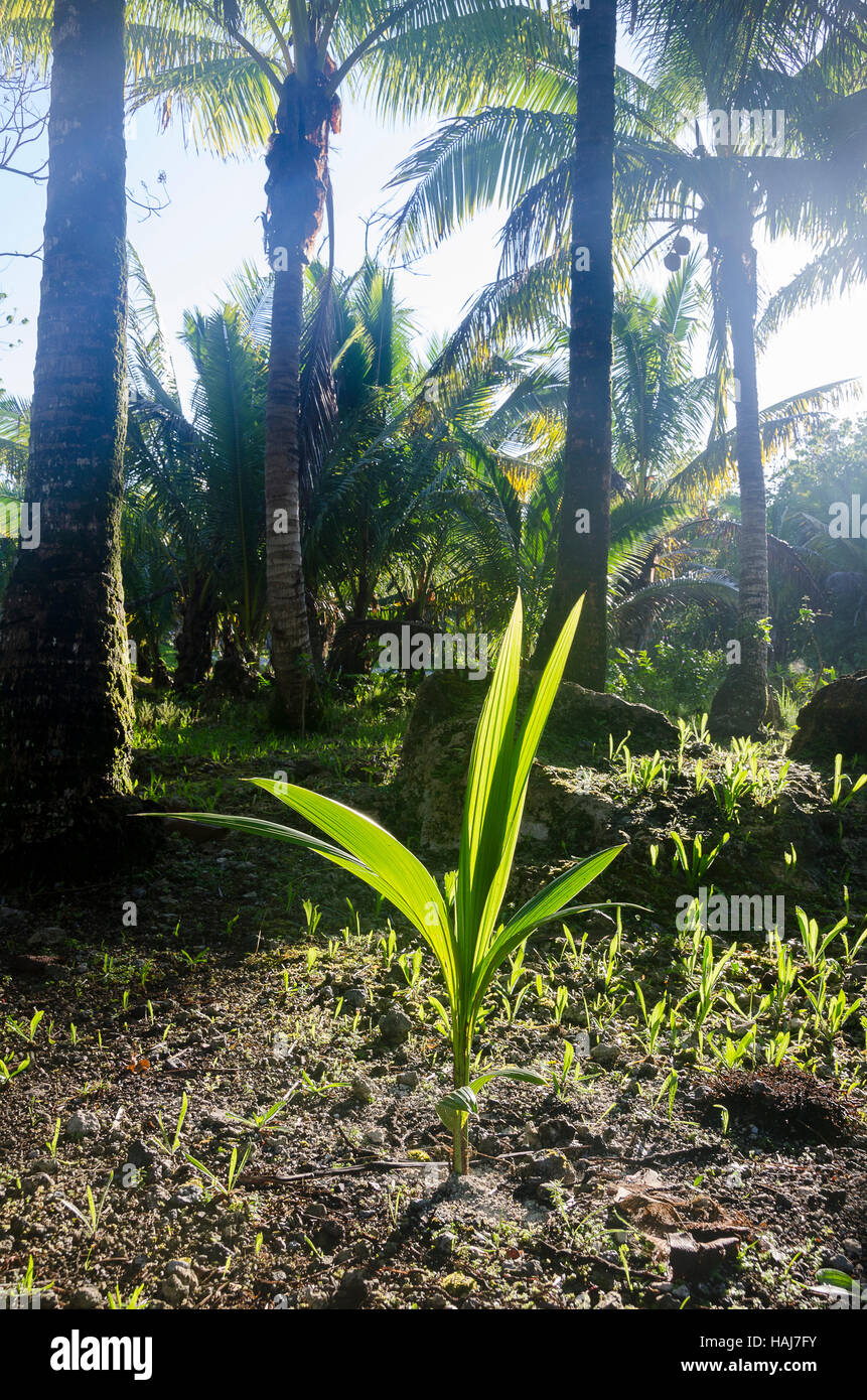 Giovani pianta di noce di cocco, Anaiki, Niue, South Pacific Oceania Foto Stock