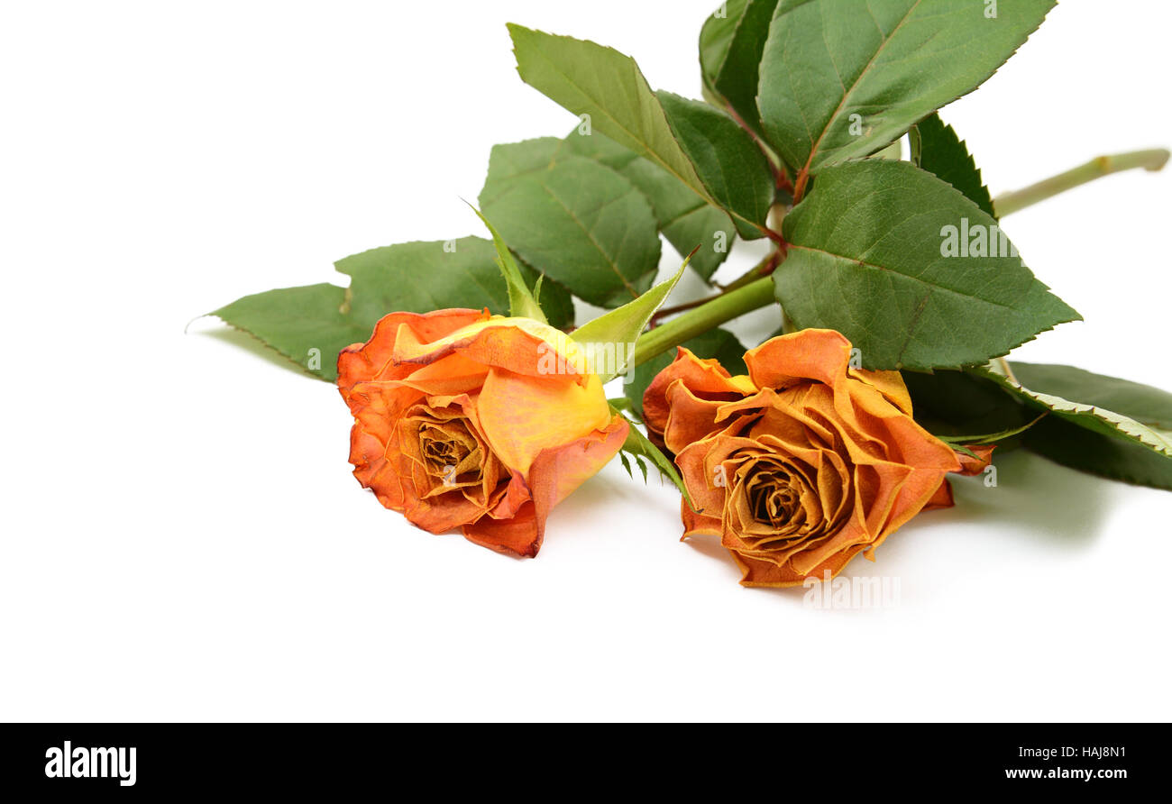 Due sbiadita arancione rosa fiori su steli frondoso, giacenti su uno sfondo bianco Foto Stock