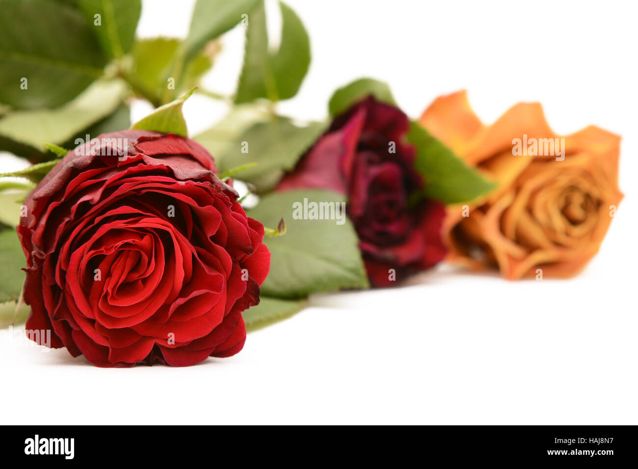 Close-up di un profondo red rose bloom con la Borgogna e orange roses in poco profonda attenzione al di là su sfondo bianco Foto Stock