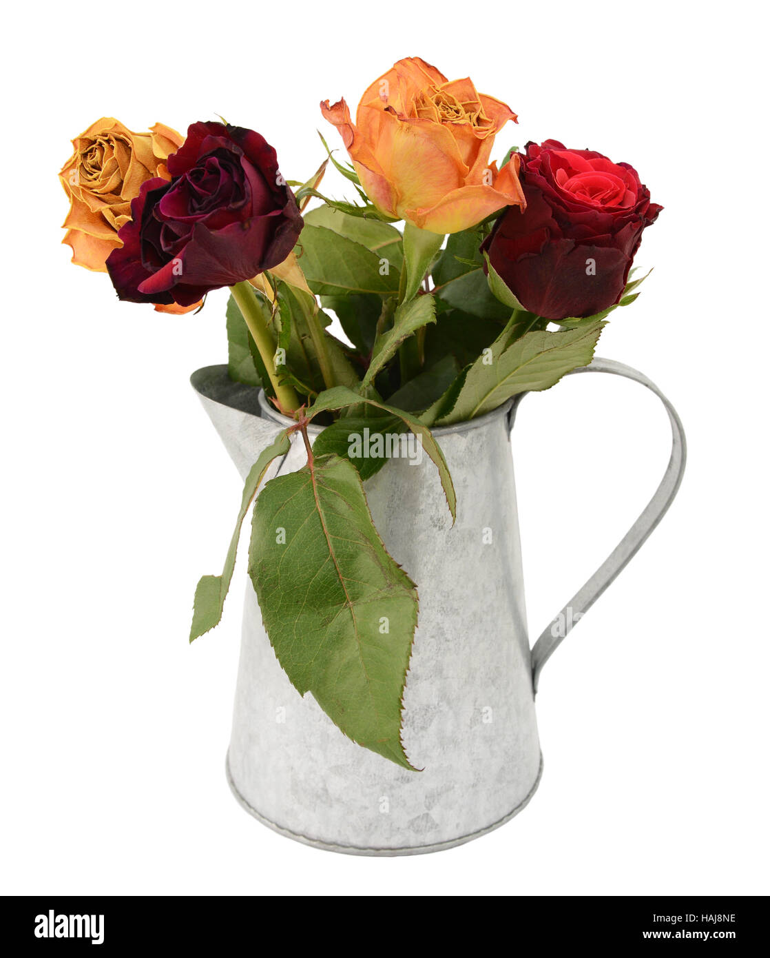 Quattro sbiadito rose fiori oltre i loro migliori con Secco, pulito petali in un rustico brocca in metallo, isolato su sfondo bianco Foto Stock