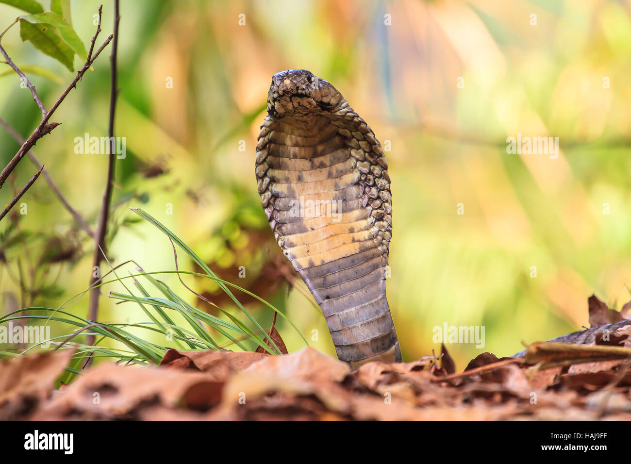 Close up Monocellate Cobra (Naja kaouthia) nella foresta Foto Stock
