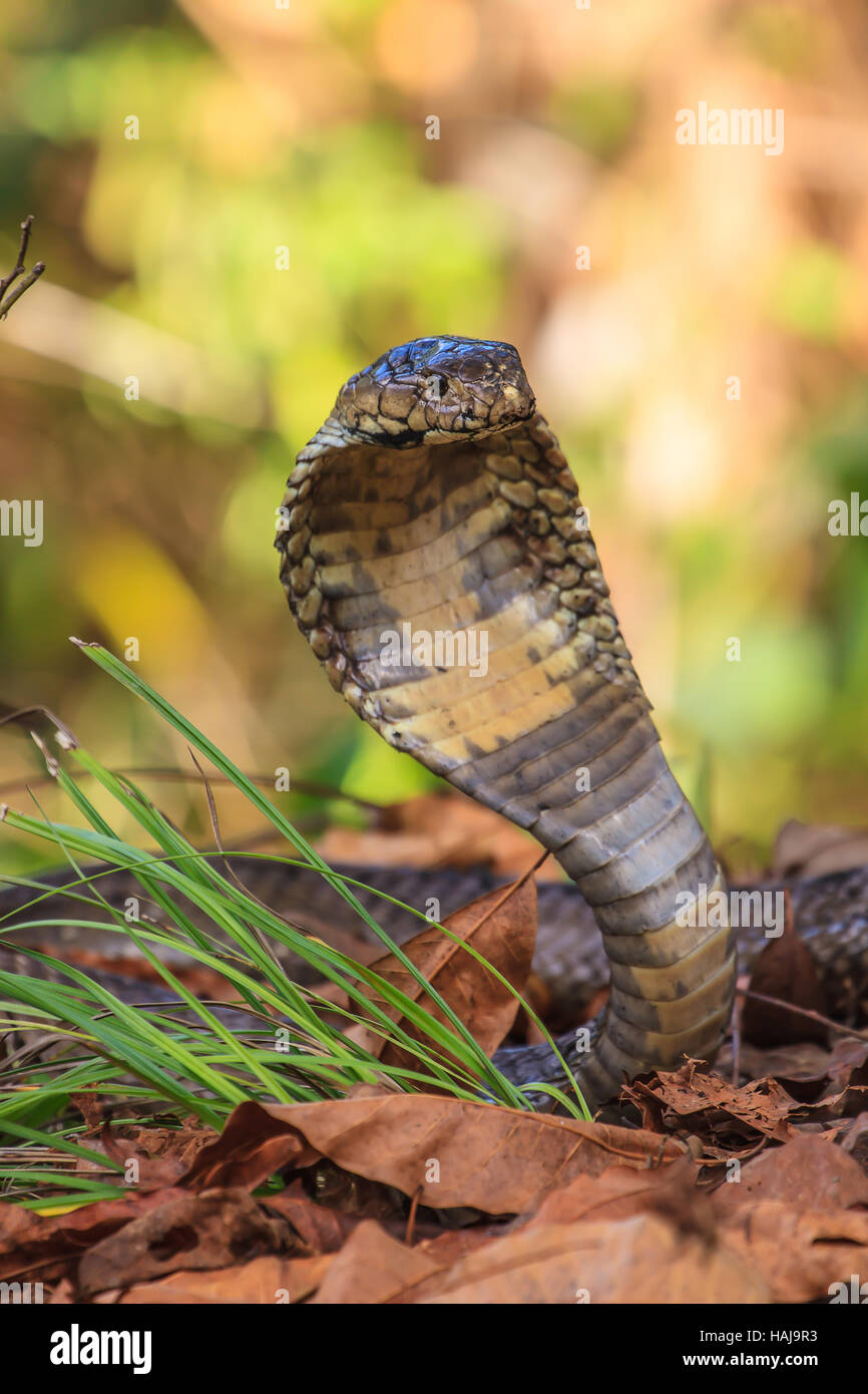 Close up Monocellate Cobra (Naja kaouthia) nella foresta Foto Stock